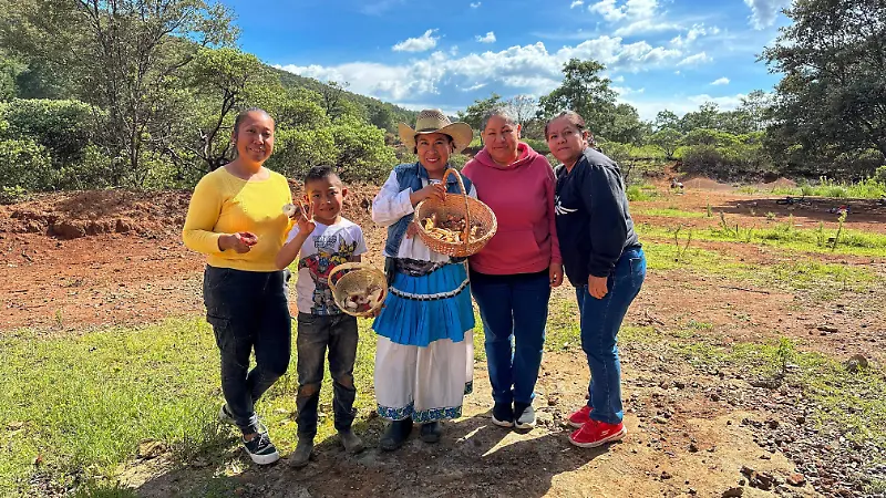 Recolección hongos Amealco